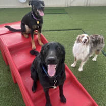 Thumbnail photo of Midnight Train (New Digs) #4