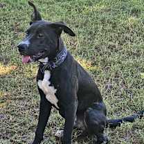 adopt-pet