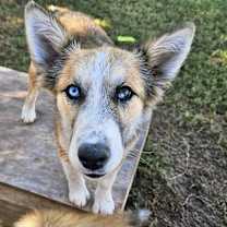 adopt-pet