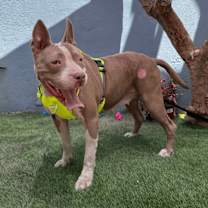 Thumbnail photo of Momma Bear #2