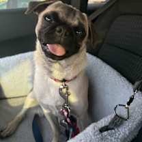 adopt-pet
