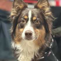 Thumbnail photo of Boba #2