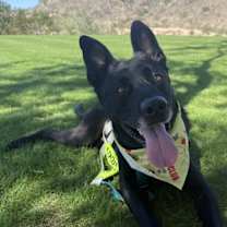 adopt-pet