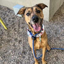 adopt-pet