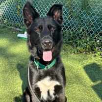 Thumbnail photo of Grizzly #1