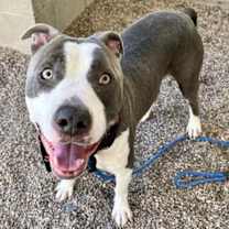 adopt-pet