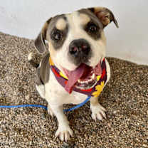 adopt-pet