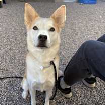 adopt-pet