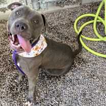 adopt-pet