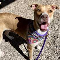 adopt-pet