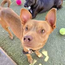 adopt-pet