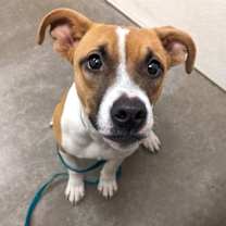 adopt-pet