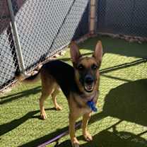 adopt-pet