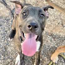 adopt-pet