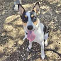 adopt-pet