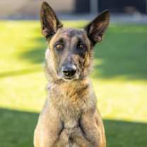 Thumbnail photo of LAYLA #1