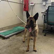 Thumbnail photo of LAYLA #3