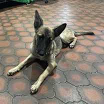 adopt-pet