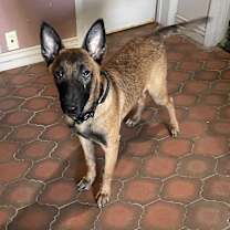 adopt-pet