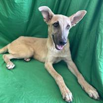 adopt-pet