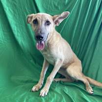 Thumbnail photo of Cobi #2