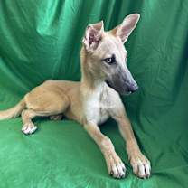 Thumbnail photo of Cobi #3