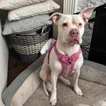 Thumbnail photo of Zelda #3