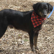 Thumbnail photo of Chester #1