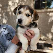 adopt-pet