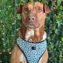 Thumbnail photo of Nani #2