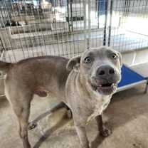 Thumbnail photo of Koda #1