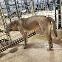 Thumbnail photo of Koda #4