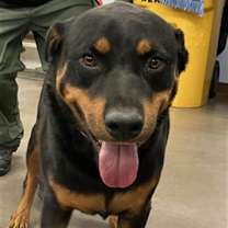 adopt-pet