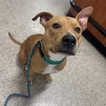 adopt-pet