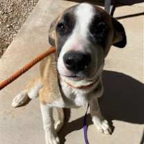 adopt-pet