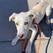 adopt-pet