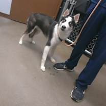 adopt-pet