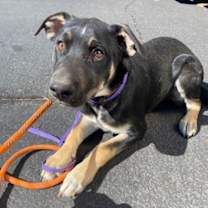adopt-pet