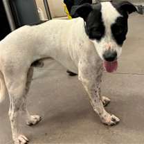 adopt-pet