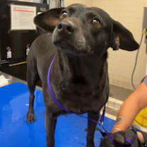 adopt-pet