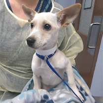adopt-pet