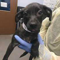 adopt-pet