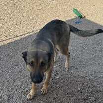 adopt-pet