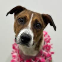 Thumbnail photo of Pineapple #4