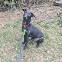 Thumbnail photo of Brooker (GREEN) - IN FOSTER #2