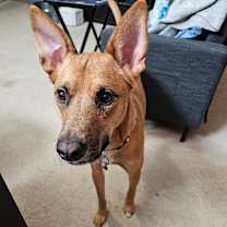 Thumbnail photo of Puka #4