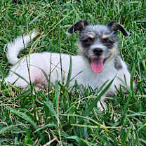 Thumbnail photo of Lolita #2