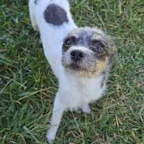 Thumbnail photo of Lolita #3