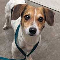 adopt-pet