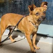 adopt-pet